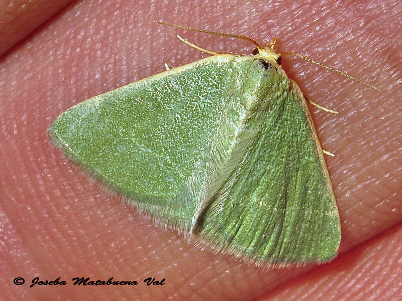 Chlorissa viridata - No, Phaiogramma etruscaria, Geometridae